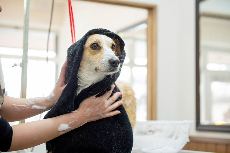 03.皮膚の保護を目指す飼い主さまのためのスキンケアシャンプーコース